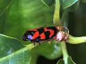 Cercopsis_vulnerata_F1701_Z_80_Les Gris_Frankrijk